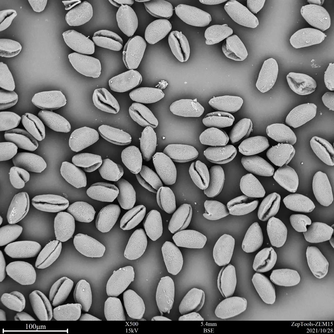 臺(tái)式掃描電鏡500倍下的蔥蓮花粉